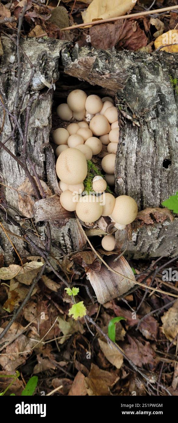 Poire (Apioperdon pyriforme) Banque D'Images