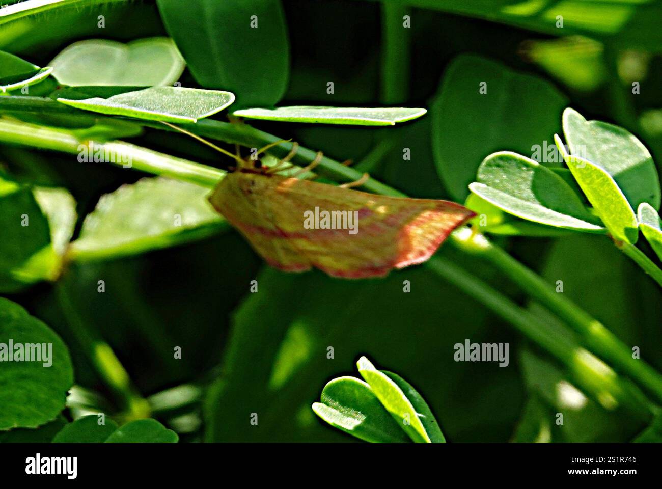 Teigne géomètre de l'aspersion (Haematopis grataria) Banque D'Images