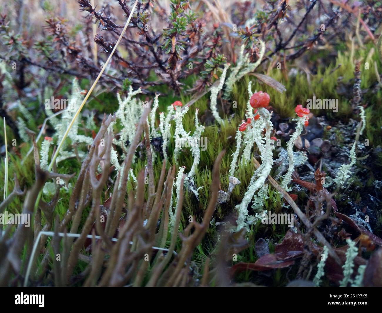 Soldats jouets (Cladonia bellidiflora) Banque D'Images