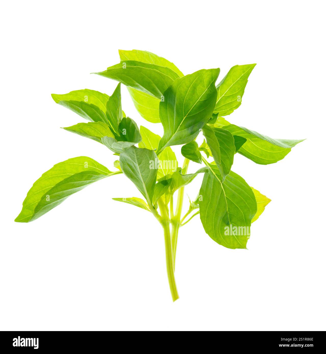 Feuilles de basilic vert, isolé sans ombre sur blanc.herbe culinaire, utilisé comme garniture, ou pour aromatiser les aliments. Nourriture saine végétalienne sur fond blanc. Cuisinez Banque D'Images