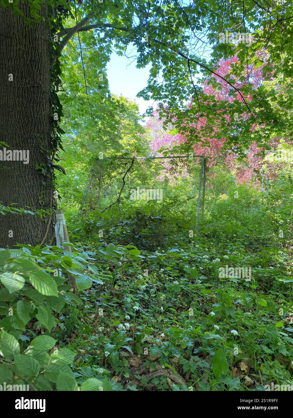 But de football abandonné dans la forêt - Image de stock capturée avec un smartphone