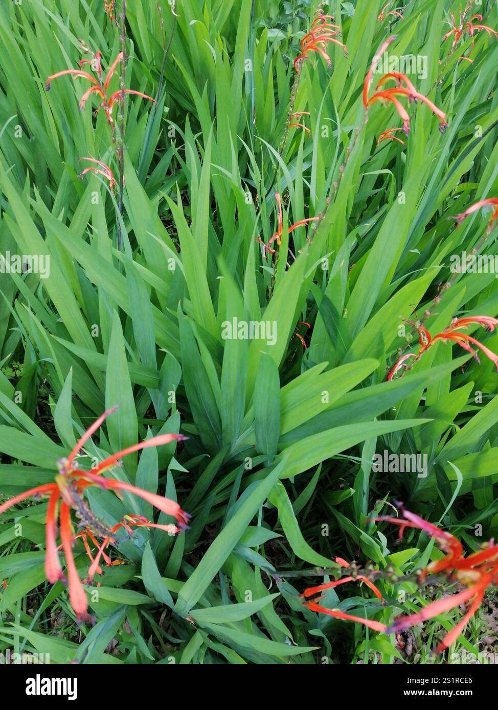 Drapeau africain (Chasmanthe floribunda) Banque D'Images
