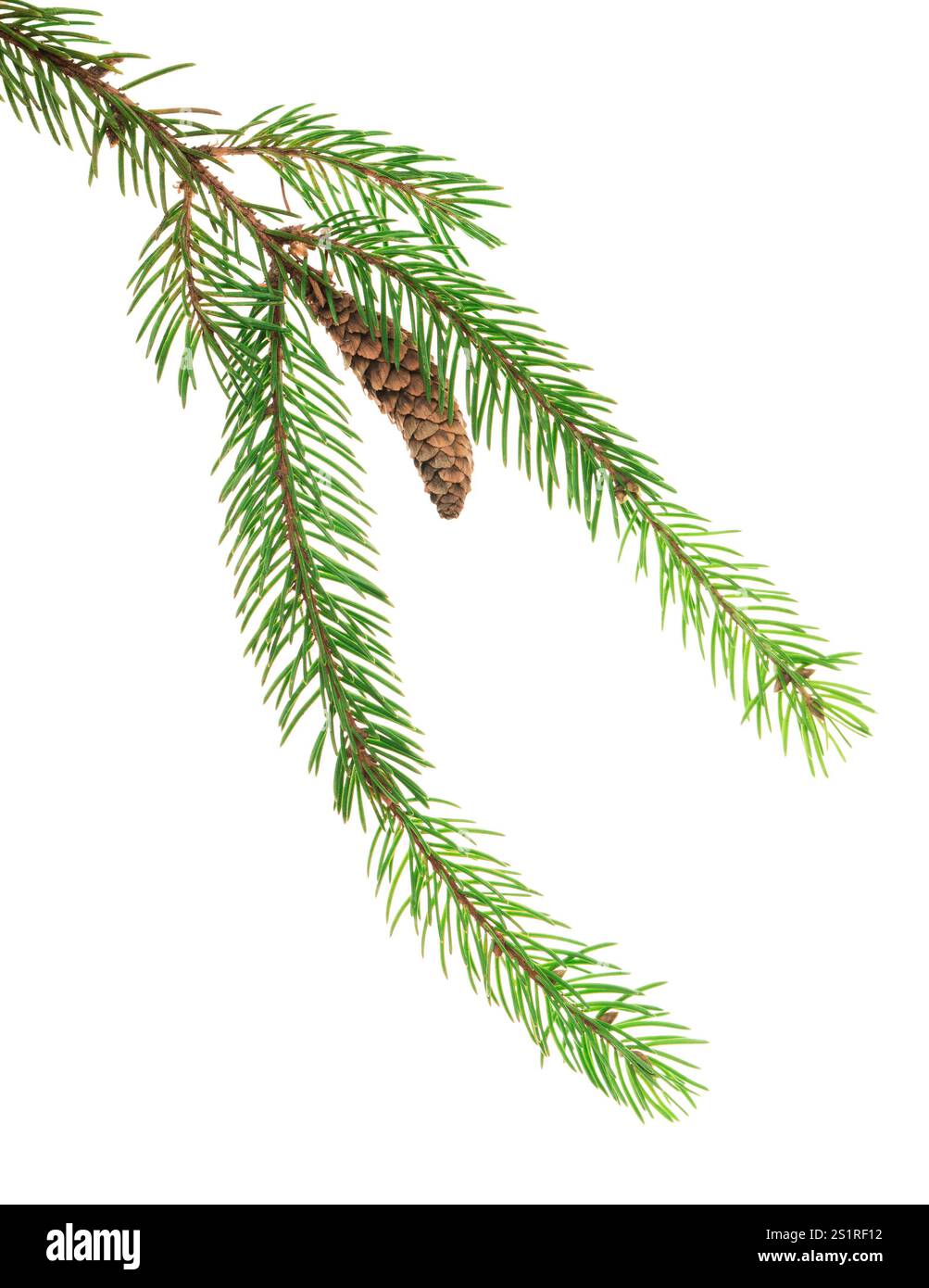 Branches de pin avec cônes. Belle branche de conifères de forêt. Décoration hivernale. Décor pour bannières de vacances et invitations. PIN isolé. Pour couronnes et Banque D'Images Branches de pin avec cônes. Belle branche de conifères de forêt. Décoration hivernale. Décor pour bannières de vacances et invitations. PIN isolé. Pour couronnes et Banque D'Images