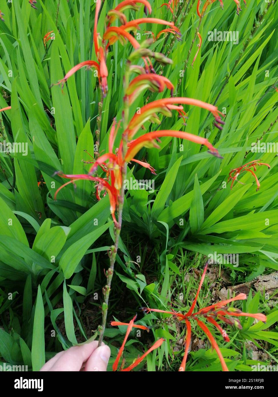 Drapeau africain (Chasmanthe floribunda) Banque D'Images