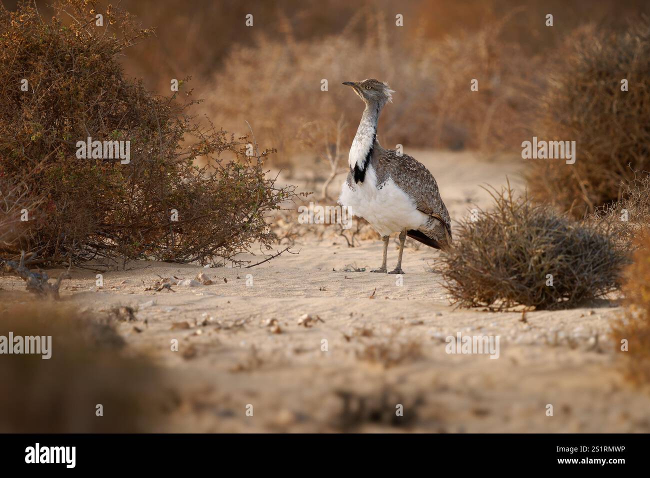 Houbara africaine Chlamydotis undulata aussi l'outarde houbara est relativement petite outarde originaire d'Afrique du Nord, où elle vit dans des habitats arides, oiseau dedans Banque D'Images