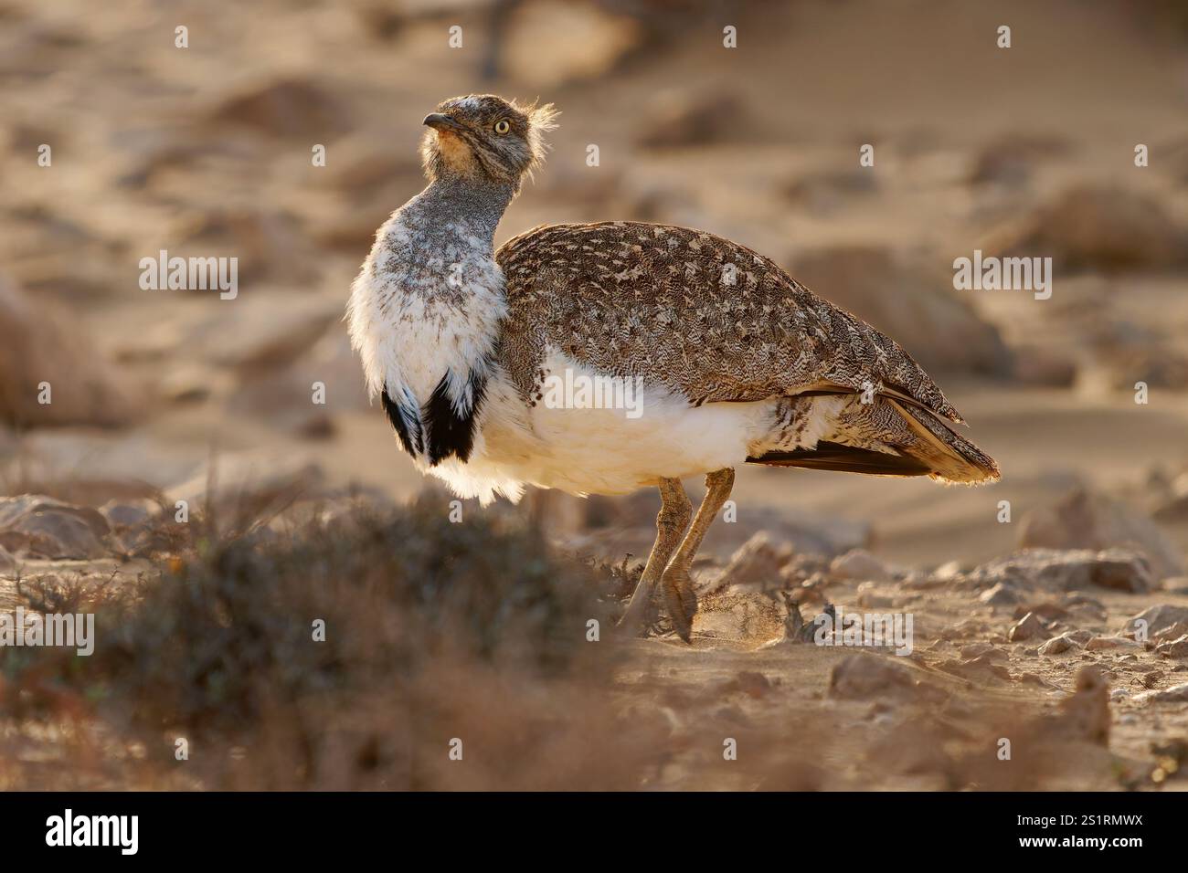 Houbara africaine Chlamydotis undulata aussi l'outarde houbara est relativement petite outarde originaire d'Afrique du Nord, où elle vit dans des habitats arides, oiseau dedans Banque D'Images