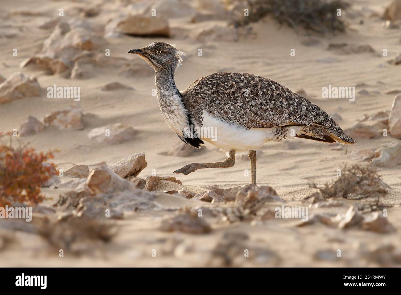 Houbara africaine Chlamydotis undulata aussi l'outarde houbara est relativement petite outarde originaire d'Afrique du Nord, où elle vit dans des habitats arides, oiseau dedans Banque D'Images