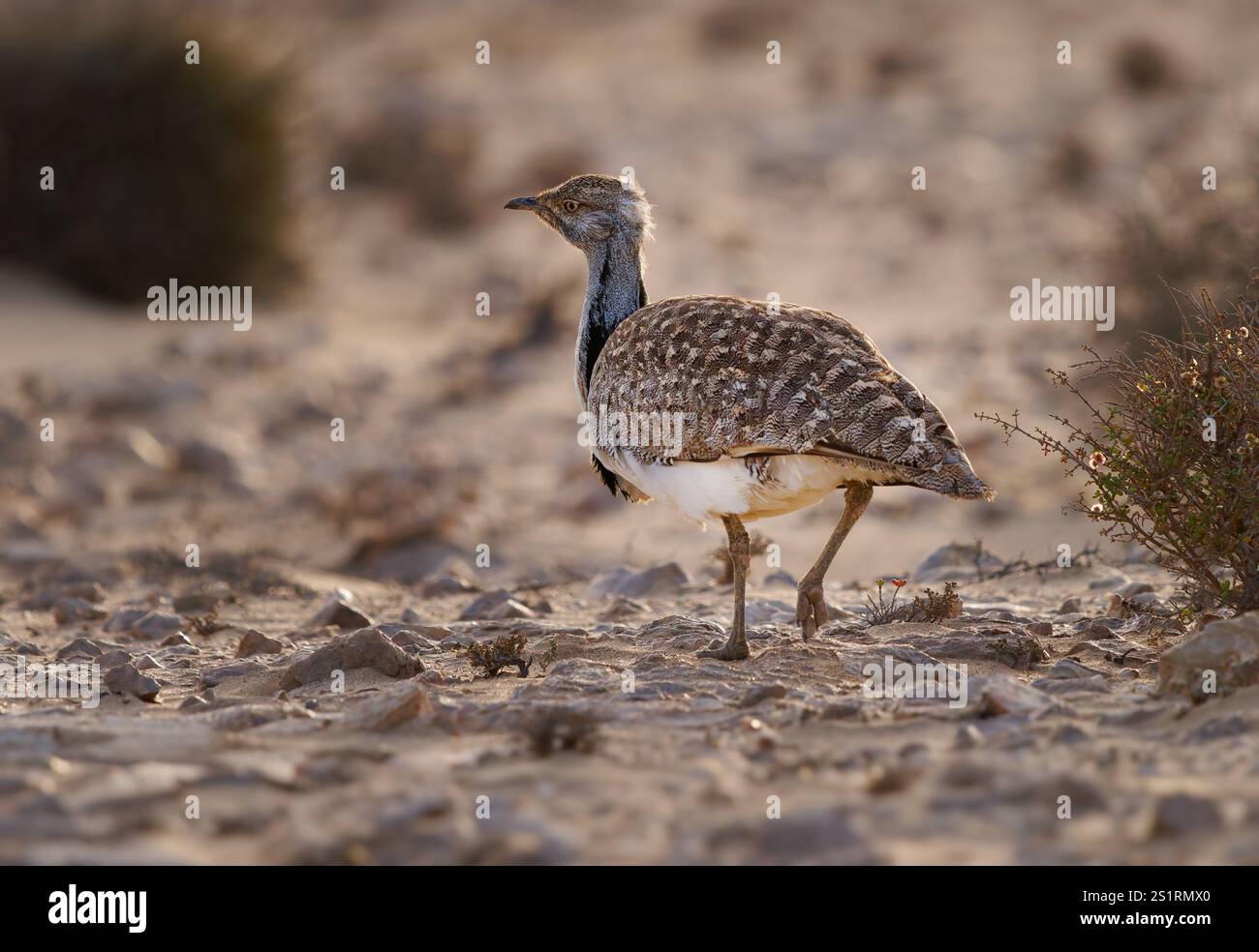 Houbara africaine Chlamydotis undulata aussi l'outarde houbara est relativement petite outarde originaire d'Afrique du Nord, où elle vit dans des habitats arides, oiseau dedans Banque D'Images