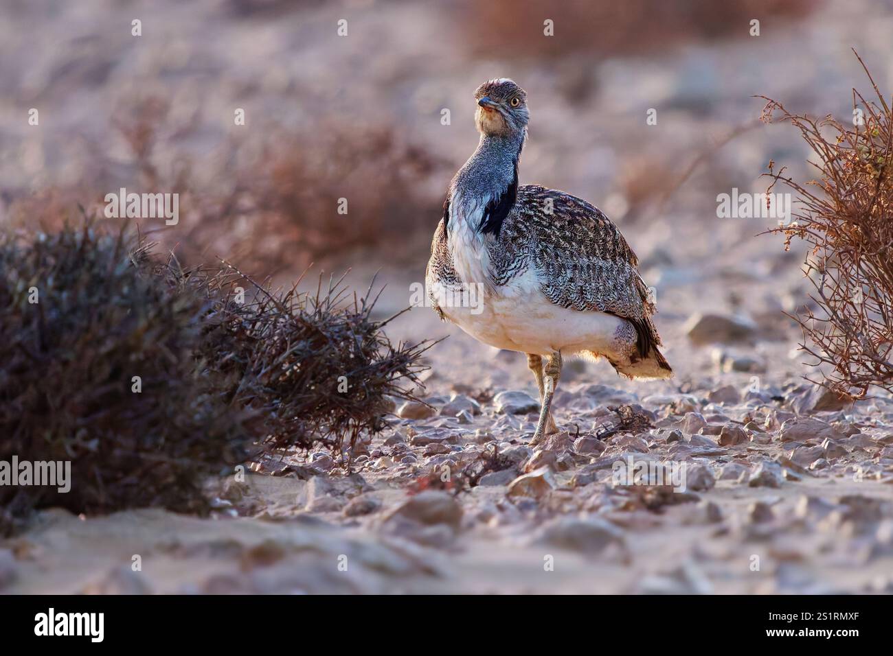 Houbara africaine Chlamydotis undulata aussi l'outarde houbara est relativement petite outarde originaire d'Afrique du Nord, où elle vit dans des habitats arides, oiseau dedans Banque D'Images