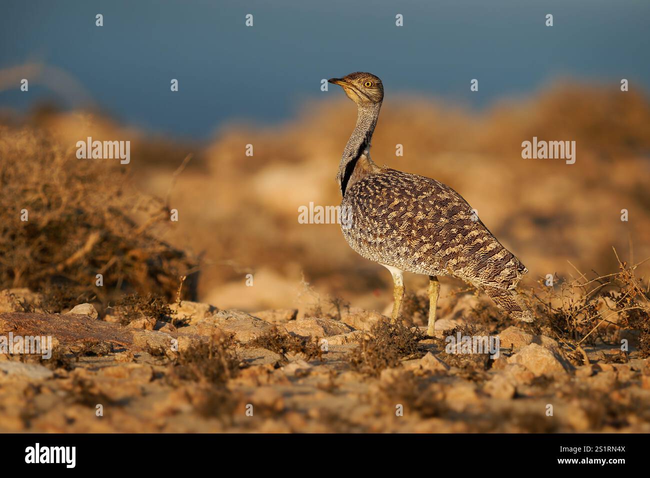 Houbara africaine Chlamydotis undulata aussi l'outarde houbara est relativement petite outarde originaire d'Afrique du Nord, où elle vit dans des habitats arides, oiseau dedans Banque D'Images