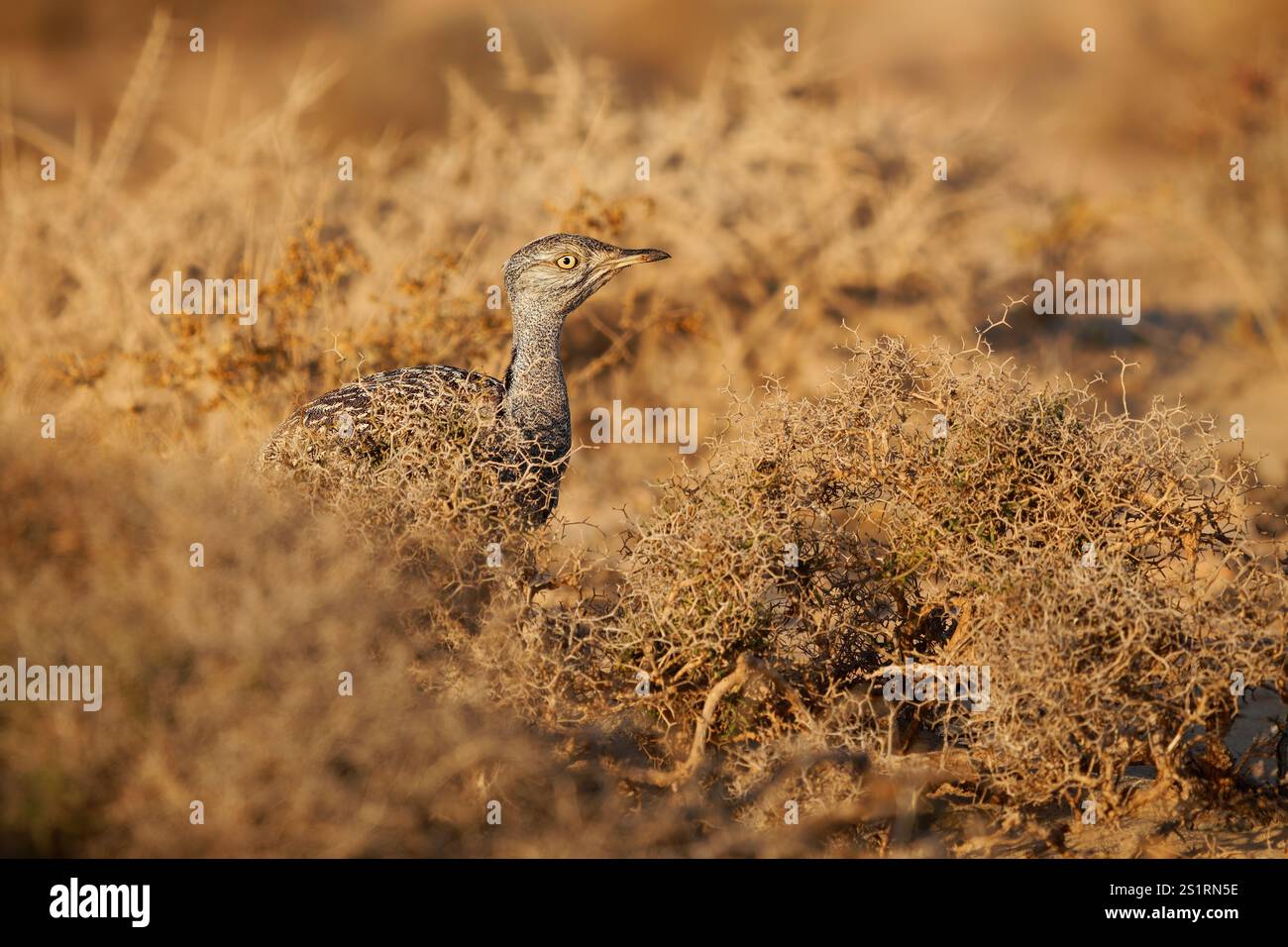 Houbara africaine Chlamydotis undulata aussi l'outarde houbara est relativement petite outarde originaire d'Afrique du Nord, où elle vit dans des habitats arides, oiseau dedans Banque D'Images