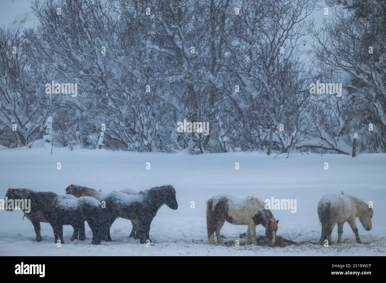 On voit un groupe de chevaux islandais se reposer dans l'une des zones de reproduction près de la côte du village d'Akureiry. Le cheval islandais représente une race distinctive originaire d'Islande, connue pour son endurance et sa polyvalence. De taille petite à moyenne, elles sont robustes et conformes aux longs manes. Bien adaptés aux conditions climatiques rigoureuses de leur pays natal, ils sont célèbres pour leurs deux cornemuses uniques, le «tölt» et le «flokk», qui les distinguent des autres races. Leur tempérament calme les rend idéales pour les cavaliers de tous niveaux. En plus de leur utilisation dans l'agriculture Banque D'Images