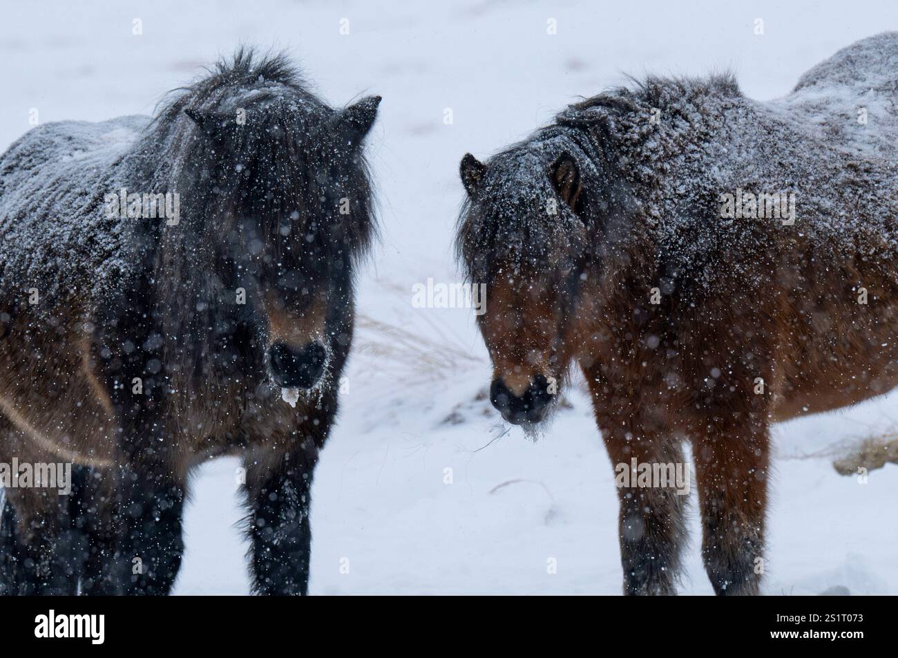 Akureiry, Islande. 15 juillet 2023. Deux chevaux islandais se tiennent dans la neige dans l'un des sites de reproduction près d'une forêt dans la ville d'Akureiry en Islande. Le cheval islandais représente une race distinctive originaire d'Islande, connue pour son endurance et sa polyvalence. De taille petite à moyenne, elles sont robustes et conformes aux longs manes. Bien adaptés aux conditions climatiques difficiles de leur pays natal, ils sont célèbres pour leurs deux cornemuses uniques, le «tÃ¶LT» et le «flokk», qui les distinguent des autres races. Leur tempérament calme les rend idéales pour les cavaliers de tous les Banque D'Images