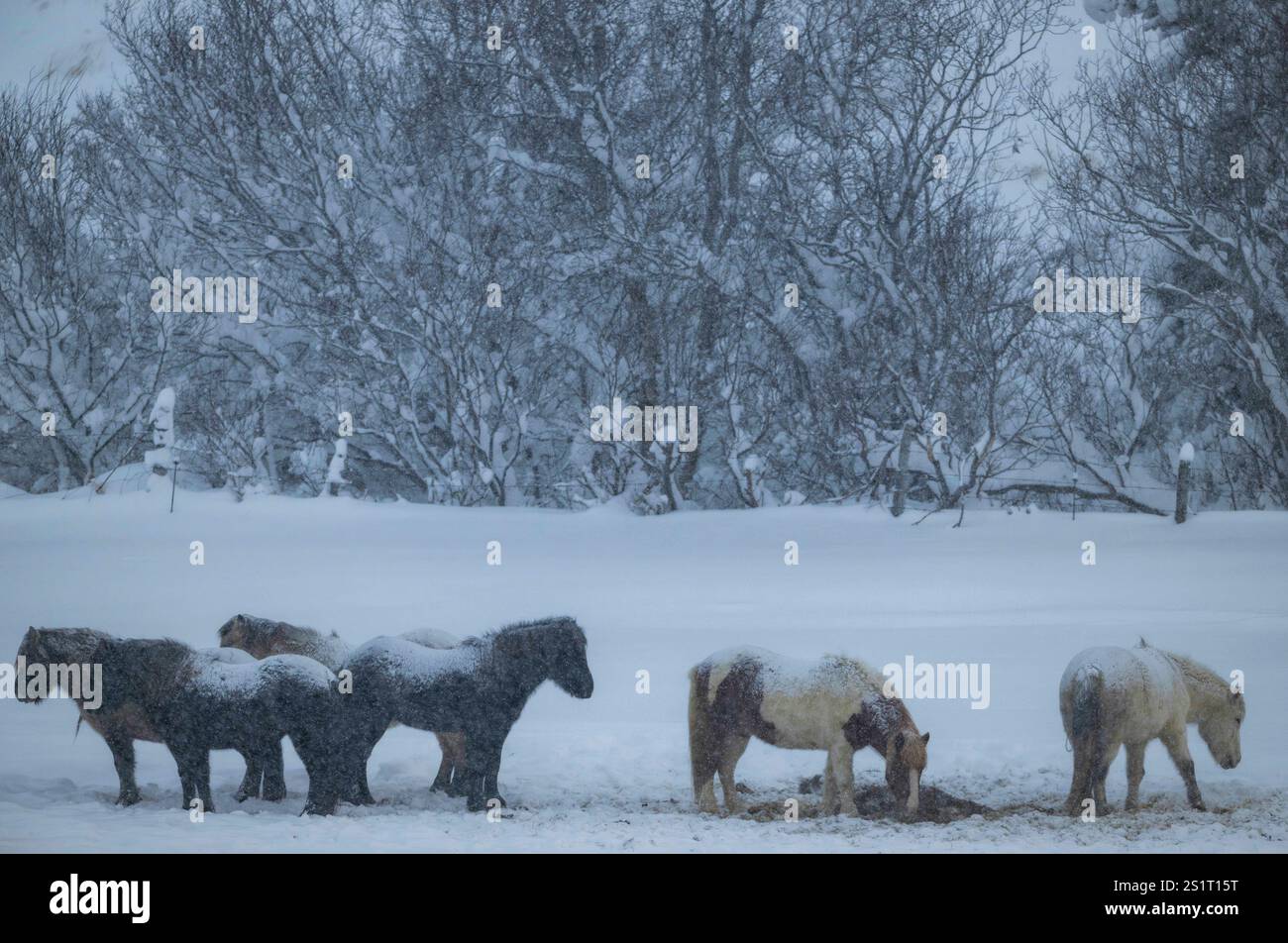 Akureiry, Islande. 15 juillet 2023. On voit un groupe de chevaux islandais se reposer dans l'une des zones de reproduction près de la côte du village d'Akureiry. Le cheval islandais représente une race distinctive originaire d'Islande, connue pour son endurance et sa polyvalence. De taille petite à moyenne, elles sont robustes et conformes aux longs manes. Bien adaptés aux conditions climatiques difficiles de leur pays natal, ils sont célèbres pour leurs deux cornemuses uniques, le «tÃ¶LT» et le «flokk», qui les distinguent des autres races. Leur tempérament calme les rend idéales pour les cavaliers de tous niveaux Banque D'Images