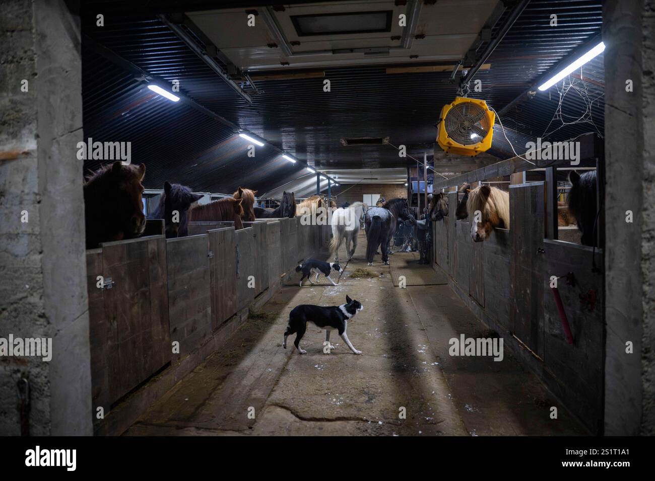 Akureiry, Islande. 15 juillet 2023. Un groupe de chevaux islandais est vu se détendre dans une écurie appartenant à un centre d'élevage et d'entraînement situé près du village d'Akureiry en Islande. Le cheval islandais représente une race distinctive originaire d'Islande, connue pour son endurance et sa polyvalence. De taille petite à moyenne, elles sont robustes et conformes aux longs manes. Bien adaptés aux conditions climatiques difficiles de leur pays natal, ils sont célèbres pour leurs deux cornemuses uniques, le «tÃ¶LT» et le «flokk», qui les distinguent des autres races. Leur tempérament tranquille fait Banque D'Images