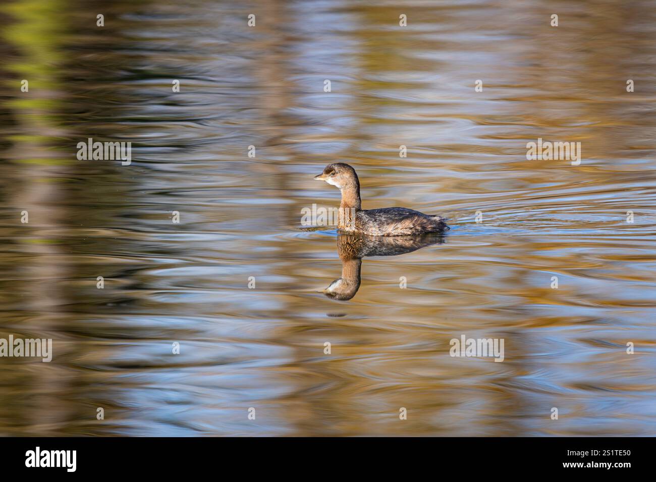 Grebe à bec de pied nageant dans l'eau avec de beaux reflets et ondulations Banque D'Images