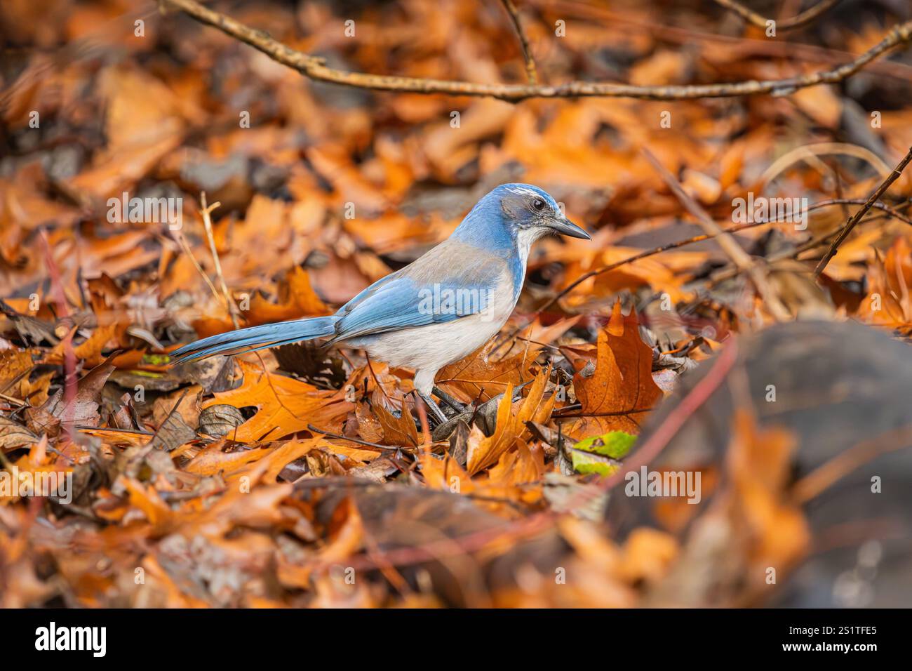 California Scrub-Jay dans les feuilles d'automne Banque D'Images