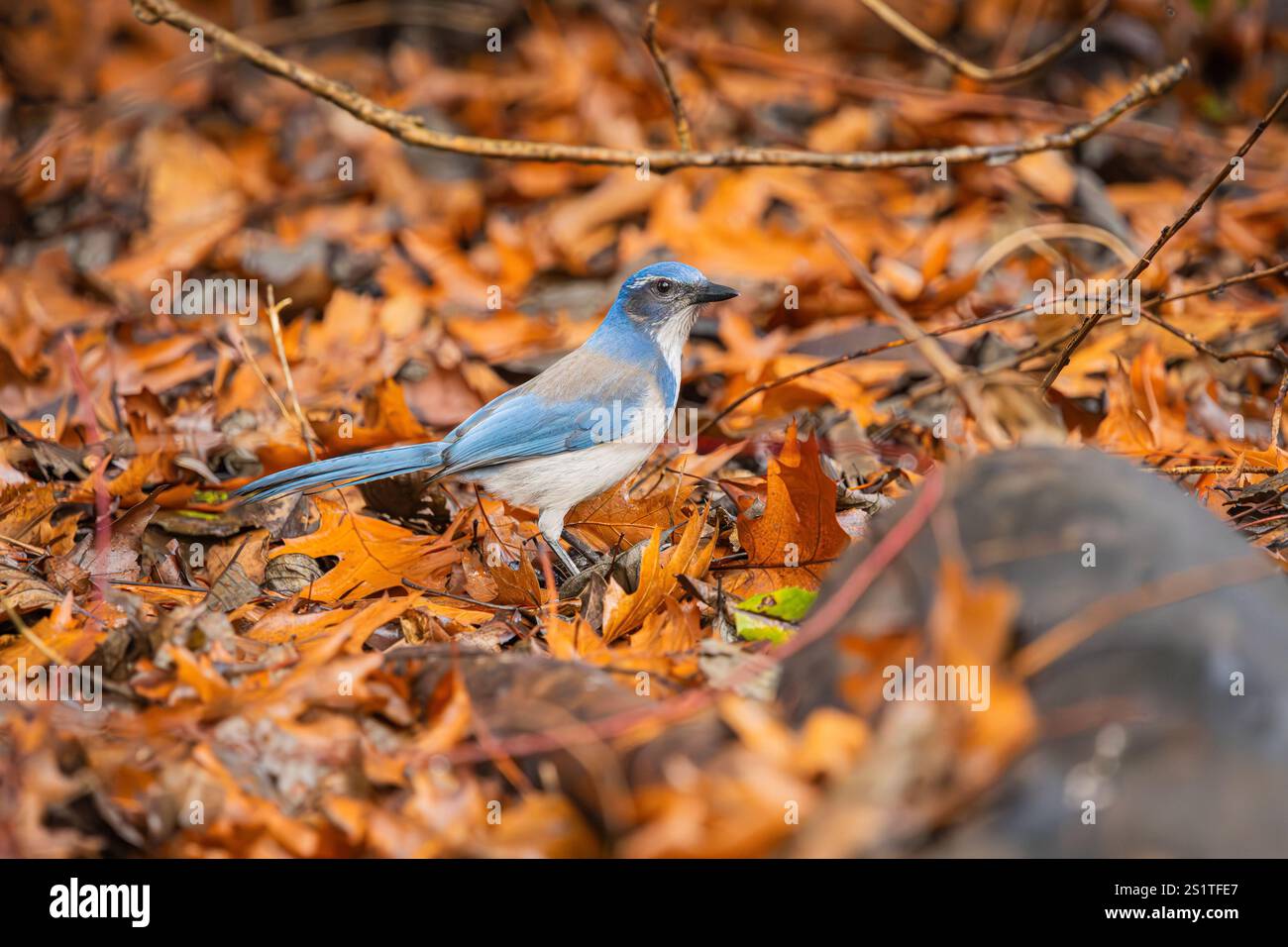 California Scrub-Jay dans les feuilles d'automne Banque D'Images