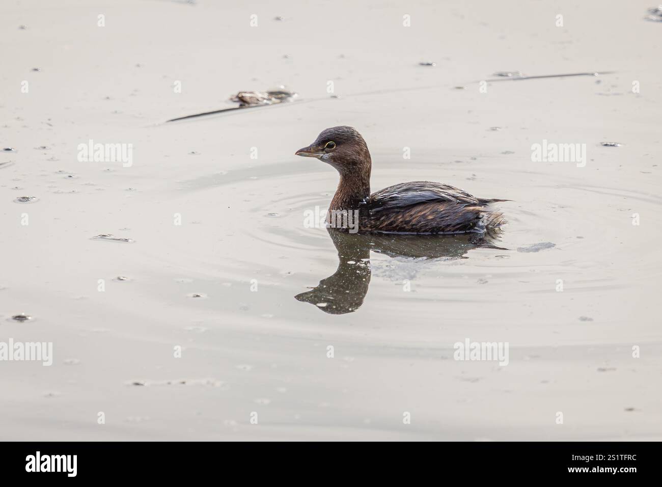 Grebe à bec de pied nage au parc naturel Whitaker Ponds à Portland, Oregon Banque D'Images