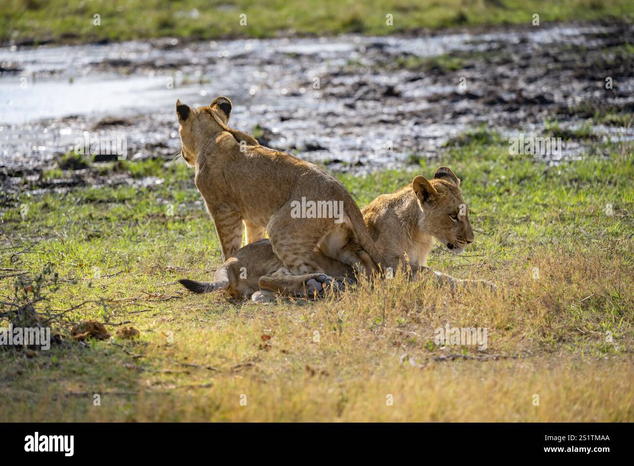 Lion (Panthera leo), deux petits joueurs combattant, Khwai, Delta de l'Okavango, réserve de Moremi, Botswana, Afrique Banque D'Images