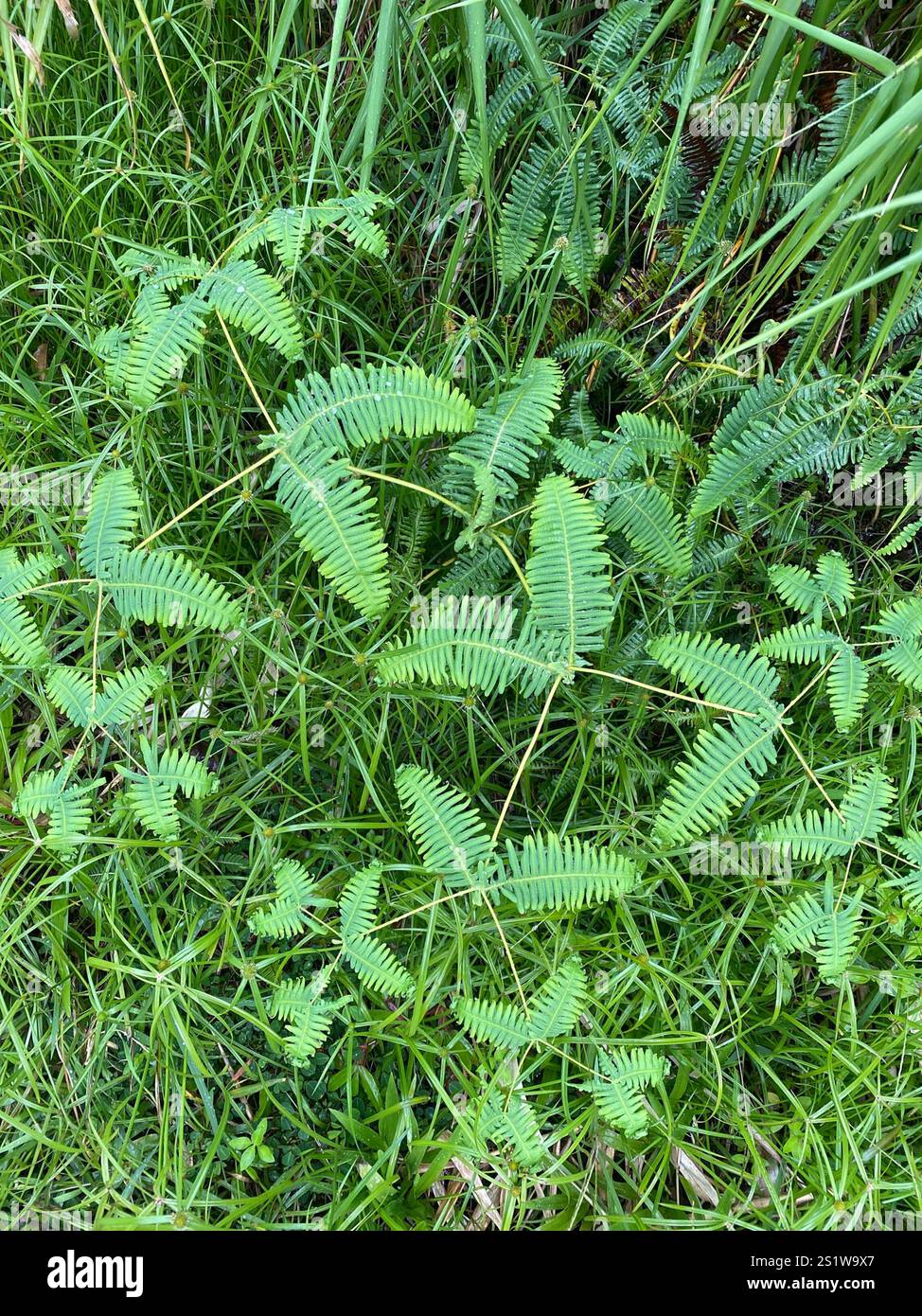 Fausse fougère coralliforme (Dicranopteris linearis) Banque D'Images