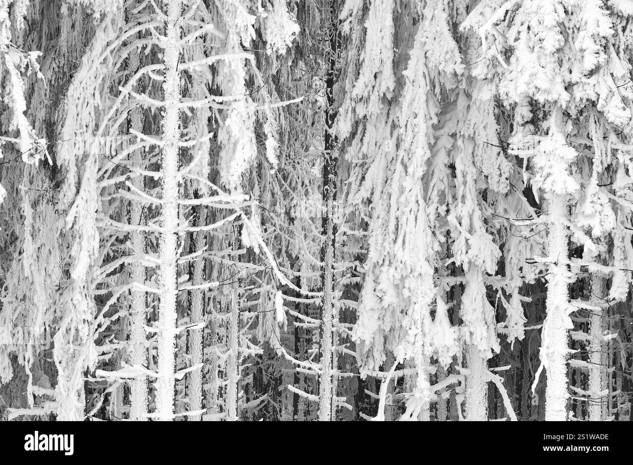 Impressions hivernales dans le Sauerland Banque D'Images