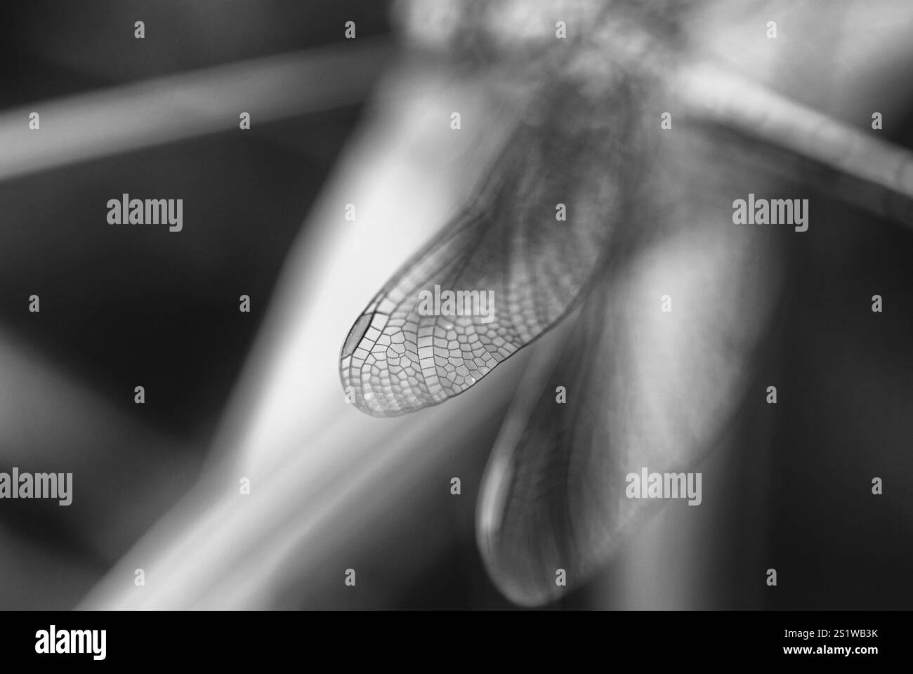 Libellule jaune dans un environnement naturel Banque D'Images