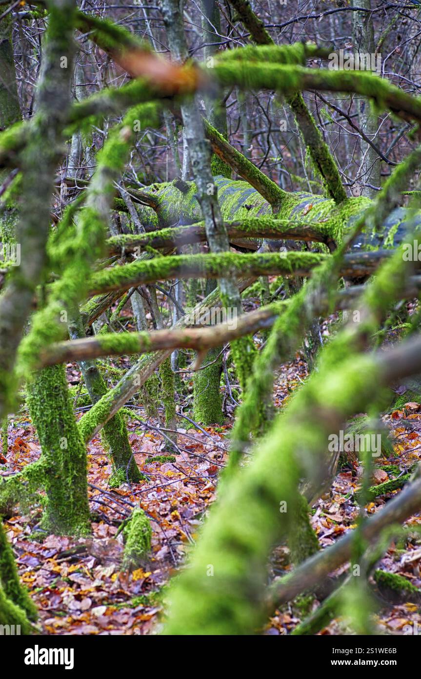 Impressions automnales en forêt Banque D'Images