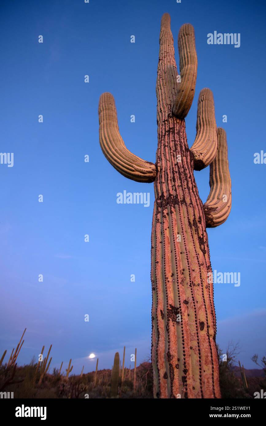 Cactus Saguaro au dernier jour Banque D'Images