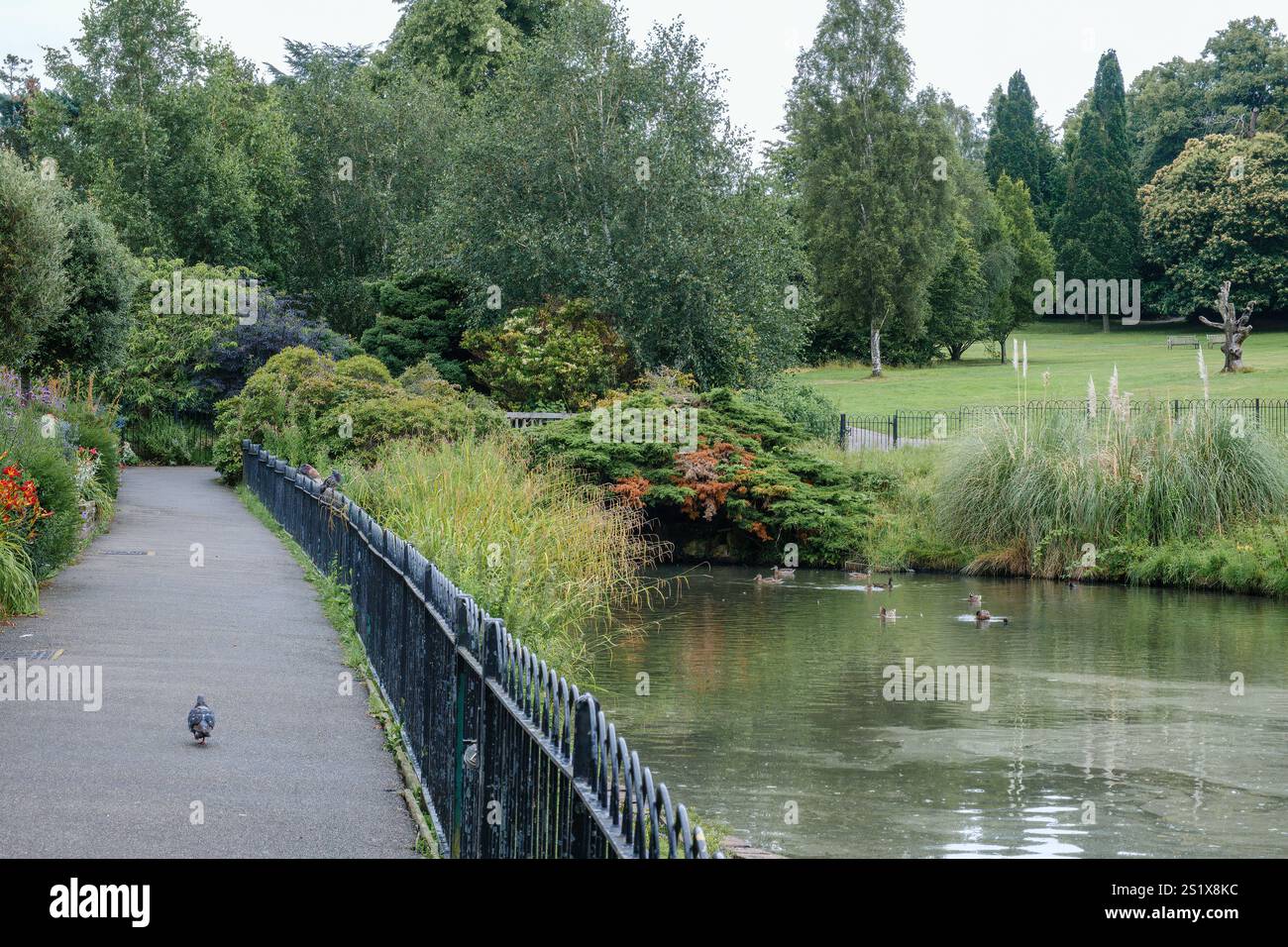 Parc tranquille avec sentier pittoresque le long d'un étang calme avec des canards. Un pigeon est sur le sentier entouré de verdure luxuriante et d'arbres Banque D'Images