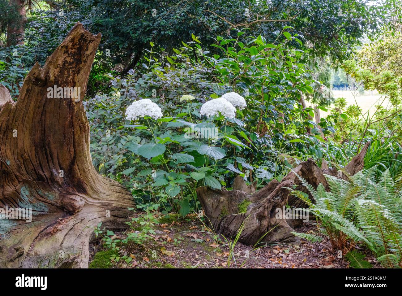 Souche d'arbre altérée, entourée d'un feuillage vert luxuriant avec un amas d'hortensias blanches. Banque D'Images