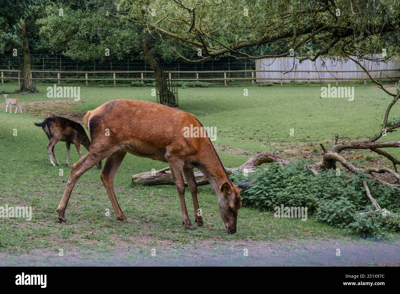 Gracieux cerfs paissant dans un parc paisible et clôturé, entouré de verdure et d'arbres. Golders Hill Park, Londres, Banque D'Images