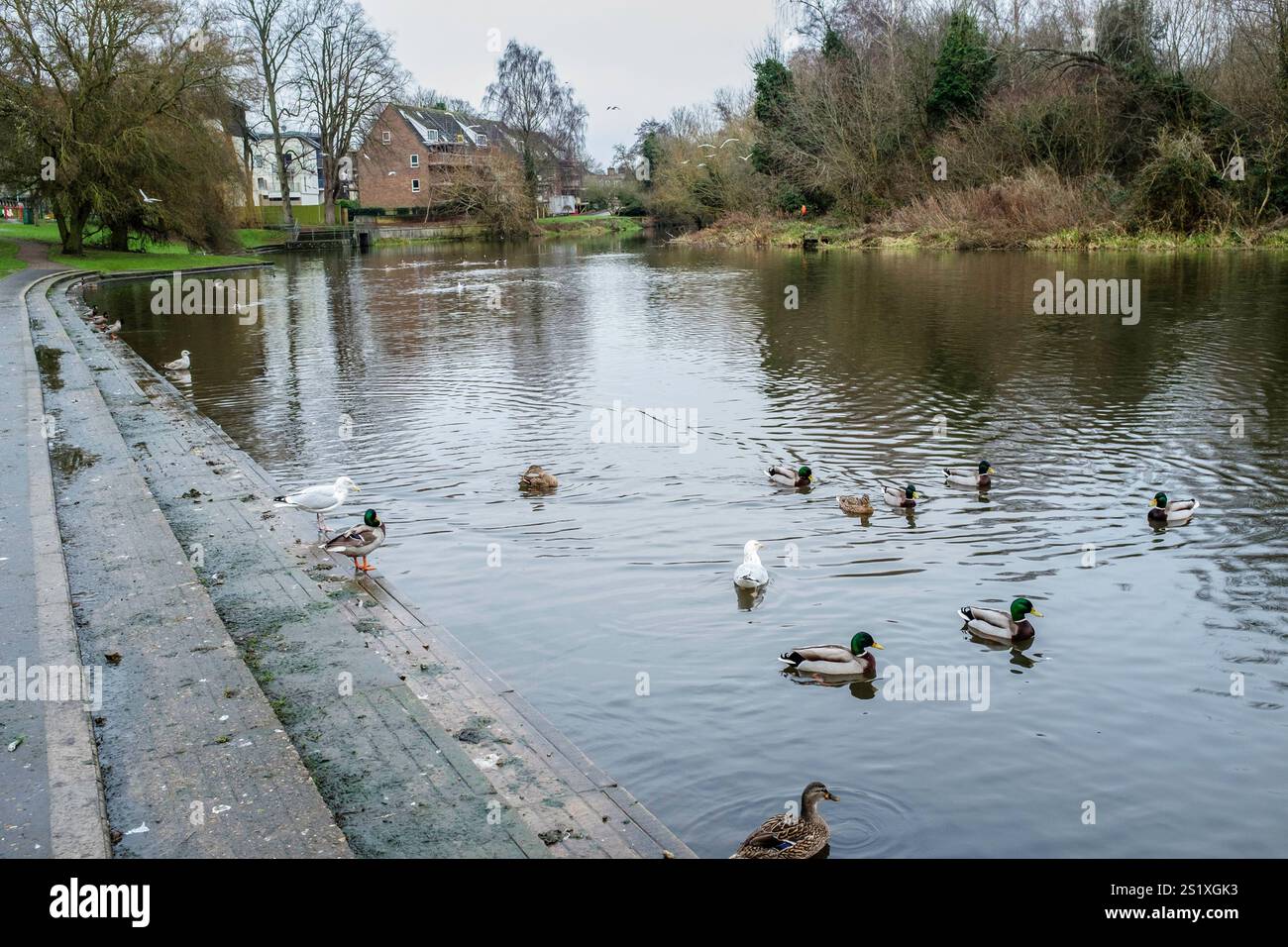 Rivière Wensum qui traverse Wensum Park, Norwich, Royaume-Uni. Banque D'Images