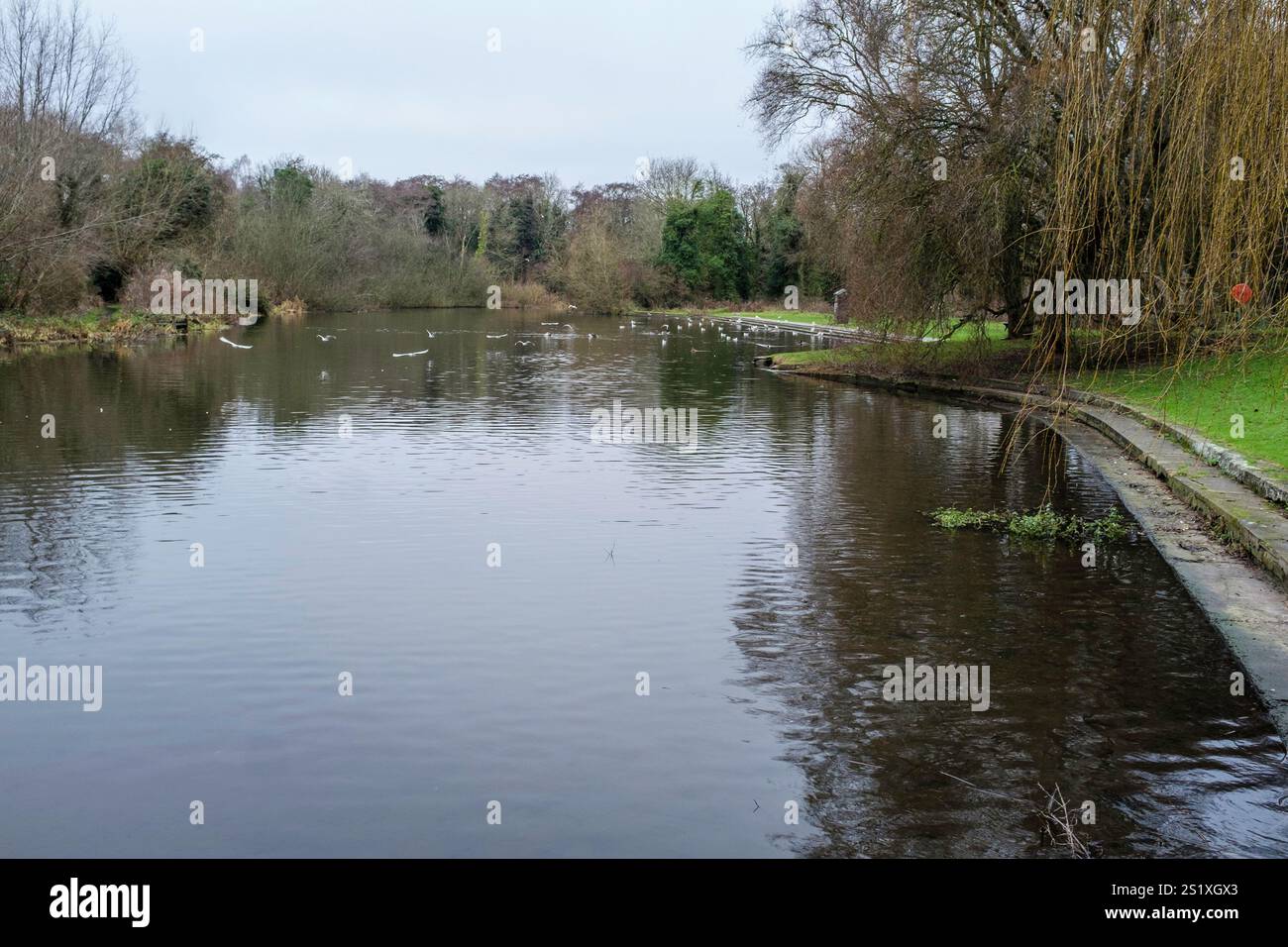 Rivière Wensum qui traverse Wensum Park, Norwich, Royaume-Uni. Banque D'Images