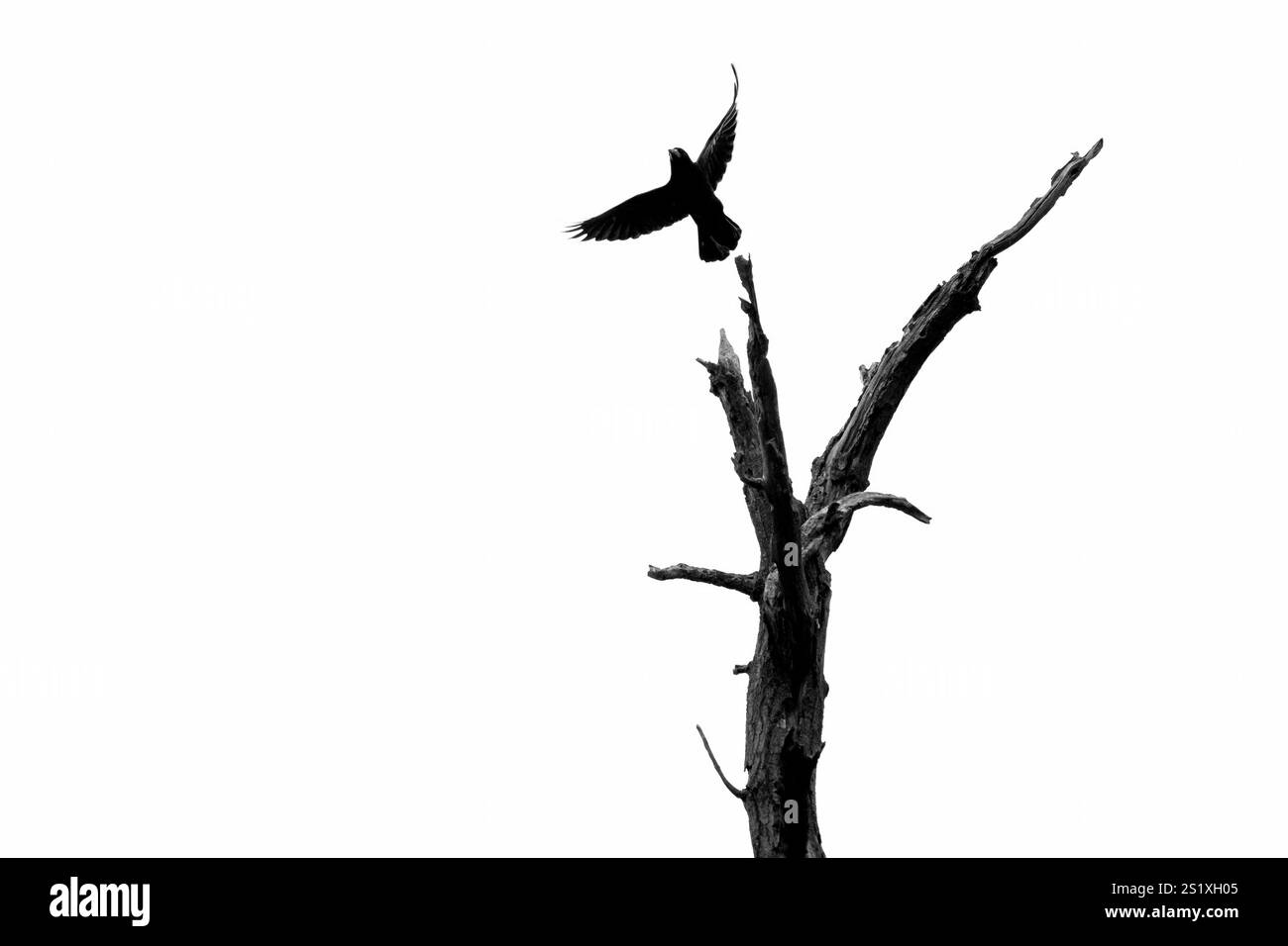 Un jeune corbeau se lance d'un arbre mort. Londres, Royaume-Uni. Banque D'Images