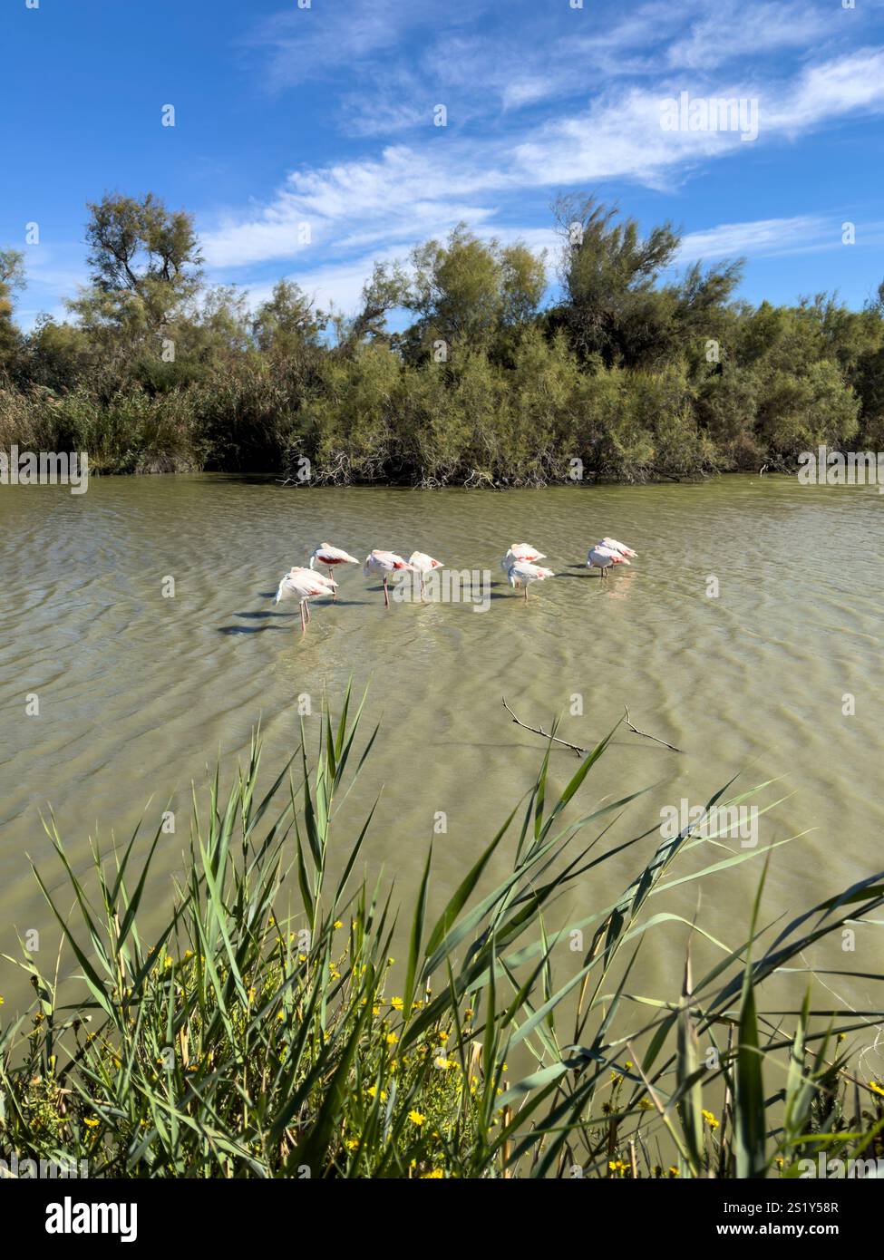 Le Grand Flamingos dort dans le parc ornithologique du Pont de Gau, Camargue, Provence, Sud de la France Banque D'Images
