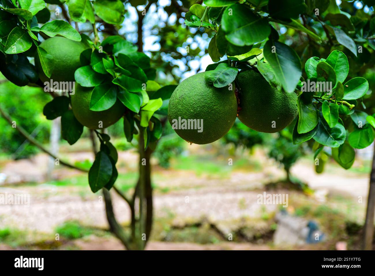 Un arbre avec des fruits verts accrochés à lui. Le fruit est vert et a une texture bosselée Banque D'Images