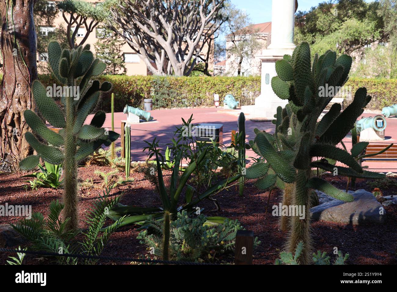 Dans le jardin botanique de Gibraltar, Grande-Bretagne Banque D'Images