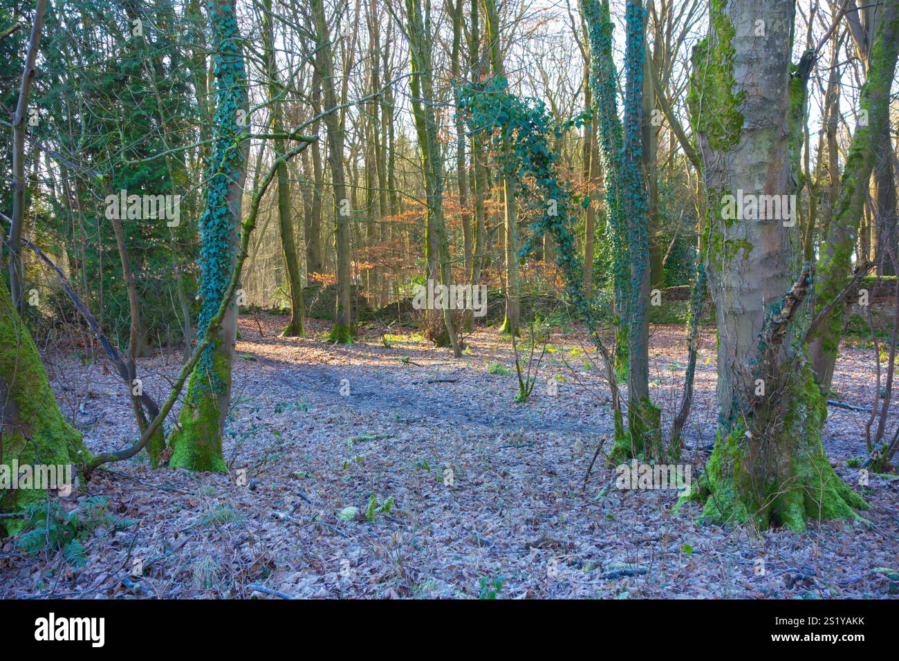 Gospel End Common Woodland en hiver South Staffordshire UK Banque D'Images
