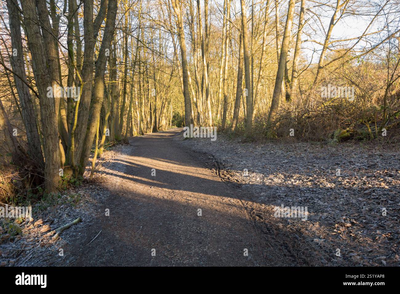 Sentier de randonnée dans Baggeridge Country Park South Staffordshire Banque D'Images