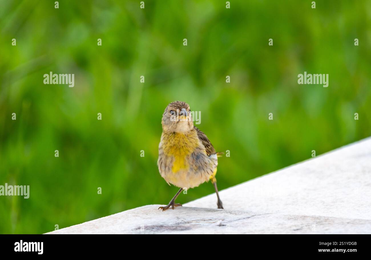 Yellow canary perché sur une branche Banque D'Images