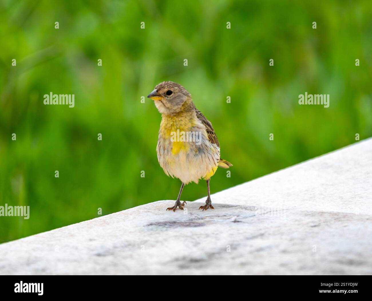 Yellow canary perché sur une branche Banque D'Images