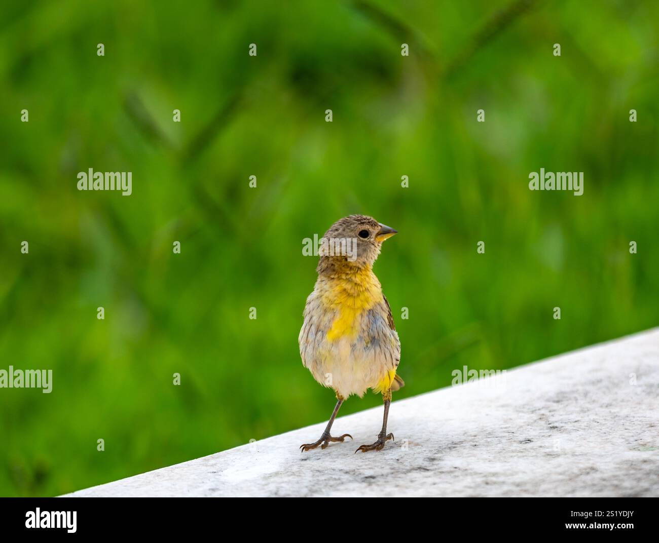 Yellow canary perché sur une branche Banque D'Images