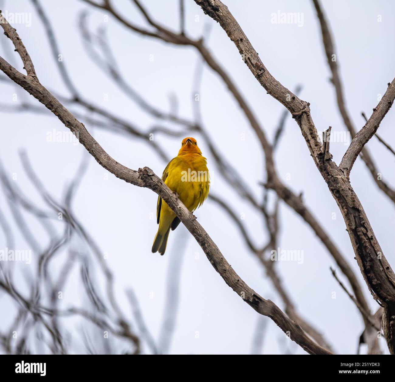 Yellow canary perché sur une branche Banque D'Images