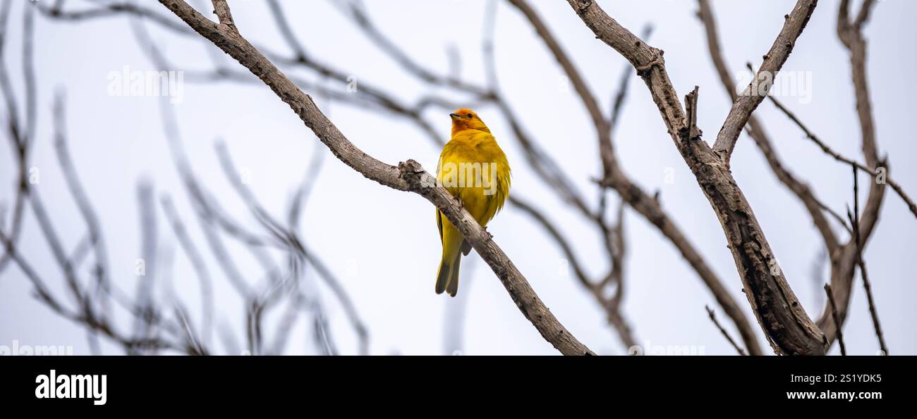 Yellow canary perché sur une branche Banque D'Images