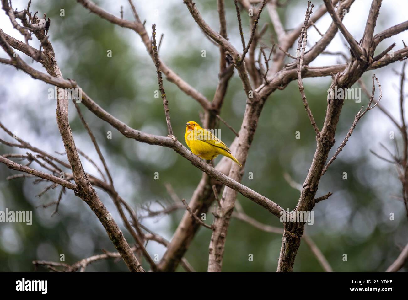 Yellow canary perché sur une branche Banque D'Images