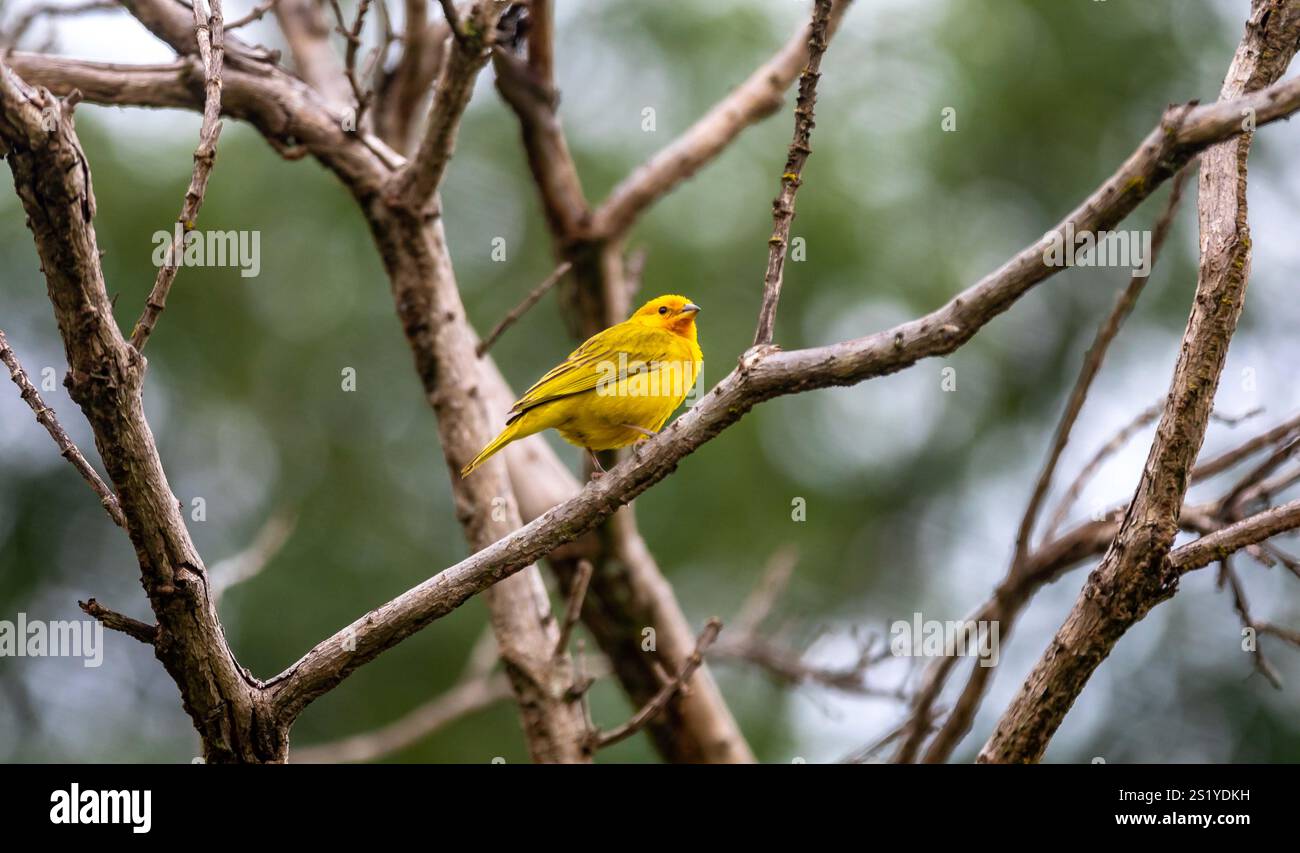 Yellow canary perché sur une branche Banque D'Images