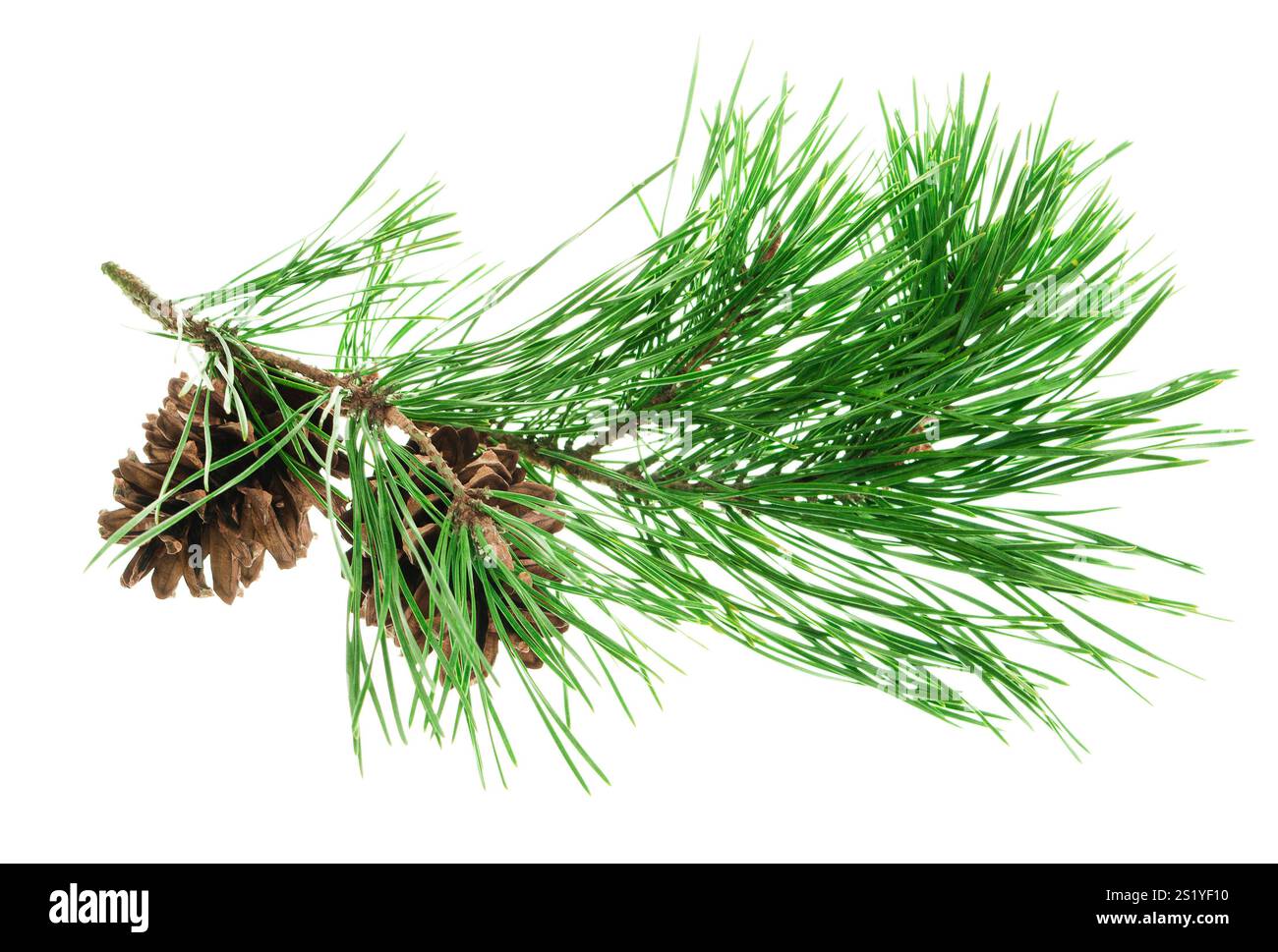 Branches de pin vert avec cônes. isolé. Belle décoration de vacances de la forêt de Noël. Les médicaments sont utilisés pour traiter de nombreuses maladies. Nouvel an. Nature. natur Banque D'Images