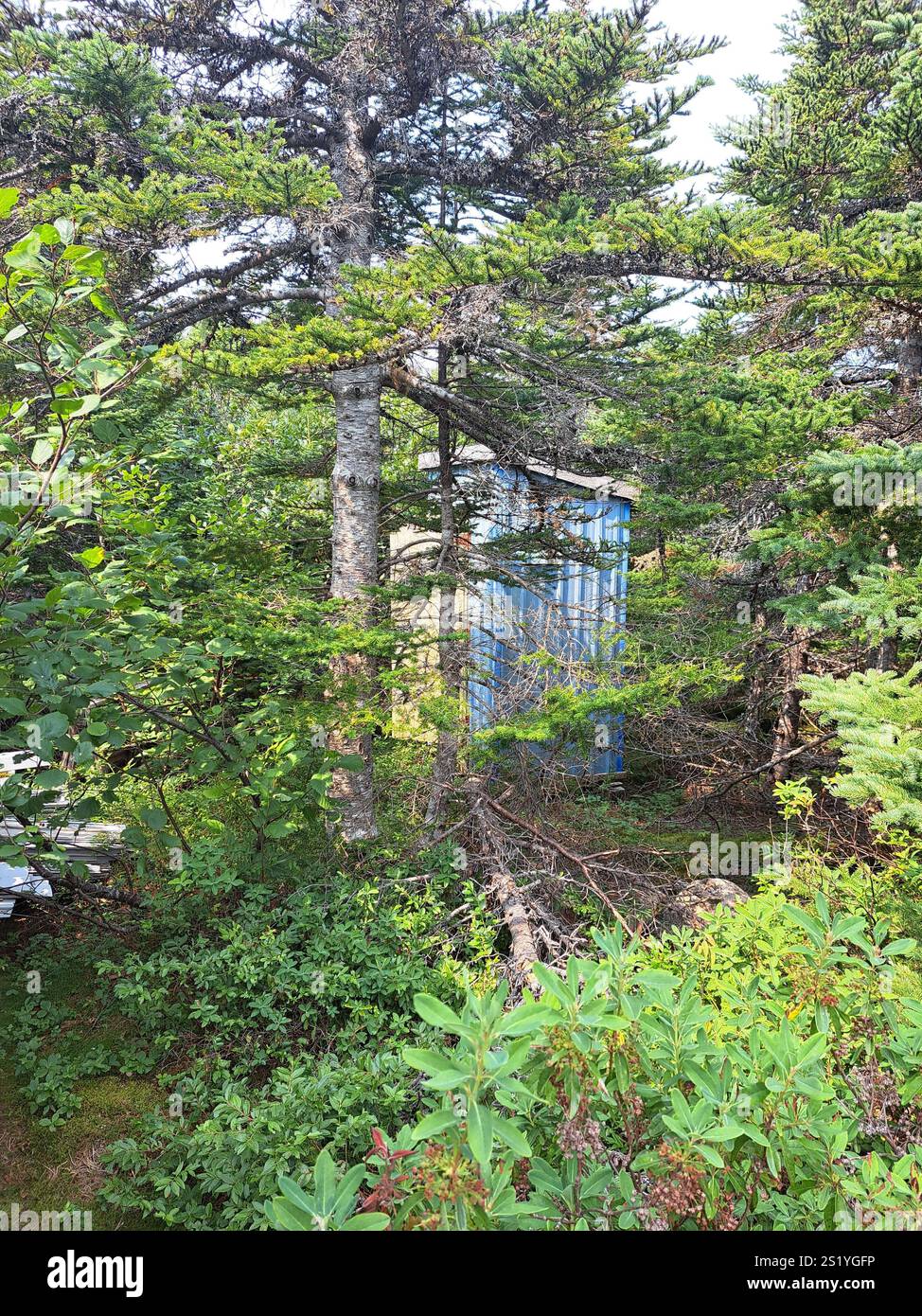 Abri de jardin dans la cabane abandonnée et délabrée à Pouch Cove, Terre-Neuve-et-Labrador, Canada Banque D'Images