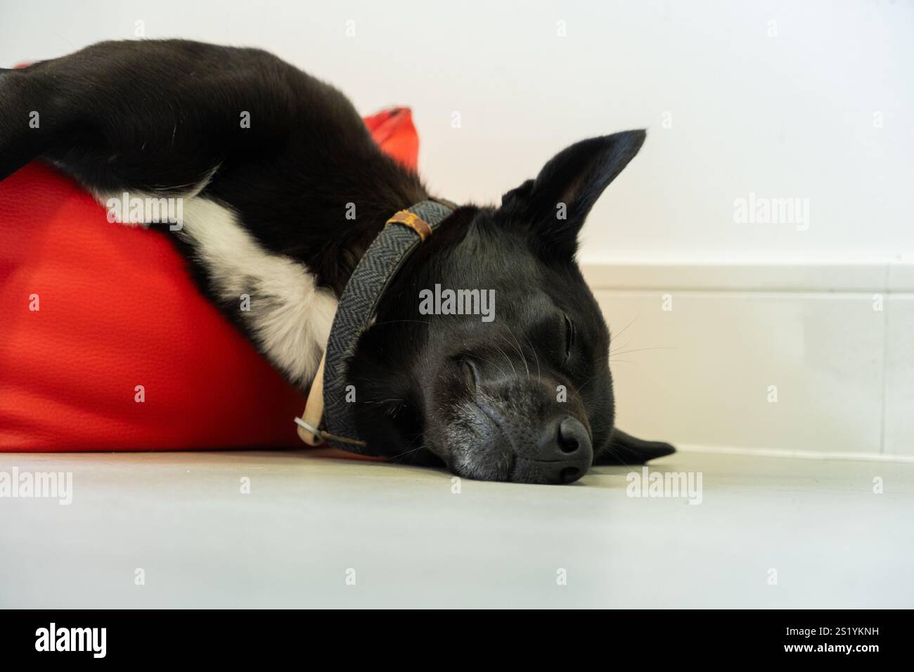 Gros plan drôle à angle bas d'un chien de taille moyenne reposant sur le lit rouge de petite taille dans lequel il ne peut pas tenir. Ce n'est pas sa taille et il s'en fiche. Dormez Banque D'Images